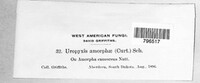 Uropyxis amorphae image